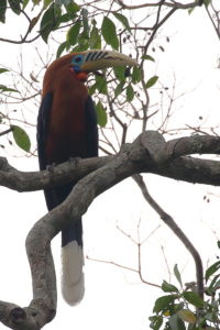 Rufous-Necked Hornbill